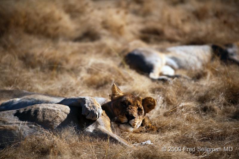 20090611_085543 D3 X1.jpg - Several members of the pride resting